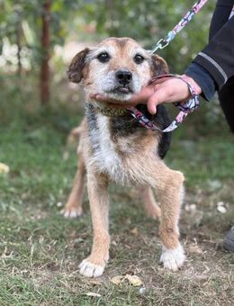 Oldie Bodo sucht seinen Altersruhesitz - Heinsberg