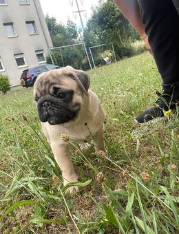Mops welpen mit VDH Ahnentafel. - Nürnberg