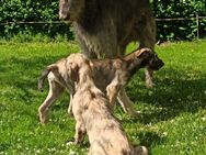 Irish Wolfshound Welpen - Bentzin