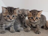 BKH Britisch Kurzhaar Kitten - Lindau (Bodensee)