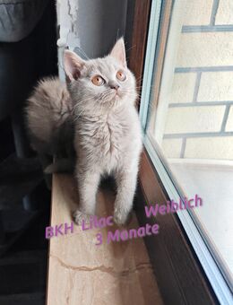 Britisch kurzhaar Lilac 3 Monate! 🥰!Mit Impfung und Entwurmung! - Harth-Pöllnitz