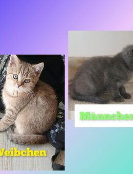 Reinrassige BKH 2 Kätzchen - Lauterbach (Hessen)