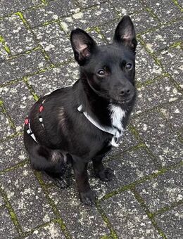 LORI (*2024) auf PS in 39606 Osterburg - Landau (Pfalz)