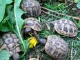 7 Griechische Landschildkröten (THB) aus 2021, 2023 in 32351