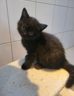 BKH Katze - Raunheim