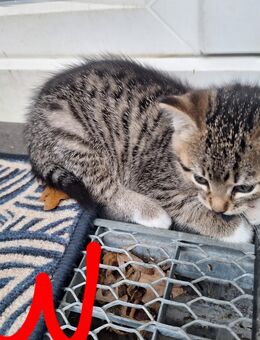 Baby Katzen, Kitten - Deinste