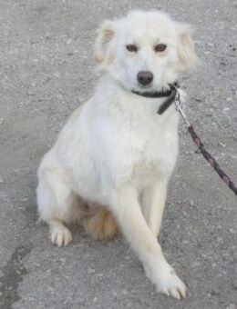 Fenella ist einfach nur bezaubernd!! - Karben