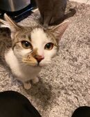 Katze sucht neues Zuhause in 01445