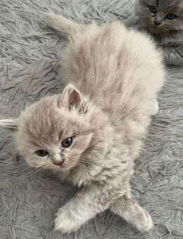 4 britische Kater - Bremen