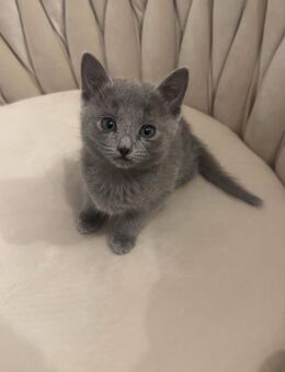 Wunderschöne Reinrassige russisch blau kitte (weiblich) - Hannover Buchholz-Kleefeld