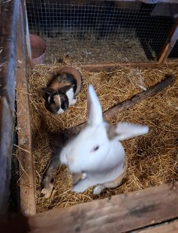 Zwergkaninchen Mix - Süderlügum