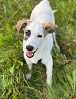 Familienhund Luna - Richtenberg