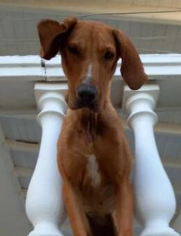 GINGER - aktive, lebhafte Hündin - Aerzen