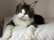 Maine Coon Kitten - Schönau (Baden-Württemberg)