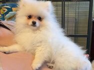 Pomeranian Zwergspitz Welpen - Eschwege