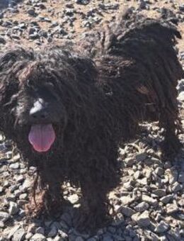 Süßer Zserbo sucht seine Menschen - Weilheim (Oberbayern)