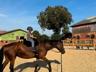 Totales Verlasspferd deutsche Reitpferd Stute 20 - Bad Segeberg