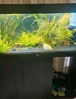Juwel Rio Aquarium 240l+Durchlaufkühler+Fische usw - Dortmund