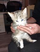 schweren Herzens muss ich mich von meiner Katze Lilly Trennen in 31737