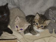 Bkh Mix Kitten Britisch Kurzhaar Mix Kitten - Heide