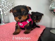 Yorkshire Terrier Babys Pap /Chip - Simbach