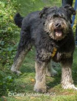 Kunibert ist sanft und zutraulich - Egelsbach