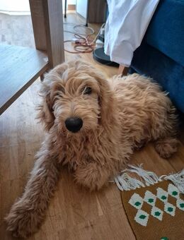 Goldendoodle - München Sending-Westpark