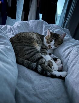 Geschwister Katzen weiblich abzugeben - Köln