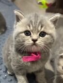 BKH Blue Tebby Mix in 44135