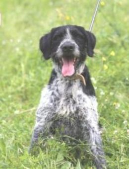 Bo sucht aktive, sportliche Menschen - Untergruppenbach