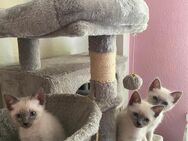 Siam Birma Kitten - Wiesbaden Biebrich