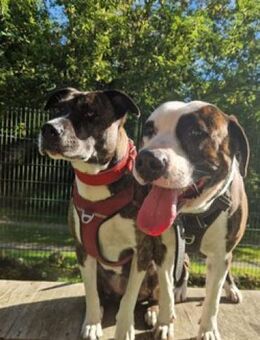 Uschi & Hercules, lustige Geschwister - Quedlinburg