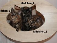 Maine Coon Kitten mit Impfung - Salzgitter