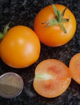 Zlatava - Stabtomate - Stuttgart
