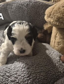 Drei schöne Welpen zu verkaufen ab der 12 Woche - Waldfeucht