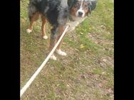 australian shepherd rüde,blue merle sucht zuhause - Dortmund Holthausen