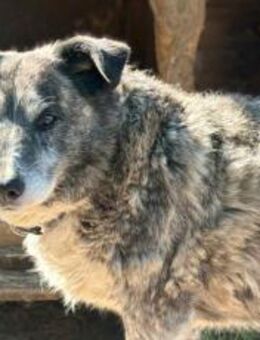 Karlchen sucht sein Glück - München