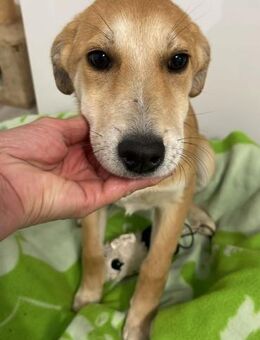 ALISA - zutraulich und aufgeschlossen - Velbert