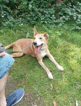 Stella sucht einen Senirenplatz - Wallerfangen