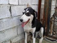 💙 WINNI 💙 - SUCHT WEICHES SOFA - Alfeld (Leine)