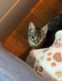 Handicap Katze Jessy aus dem Tierschutz - Grevenbroich