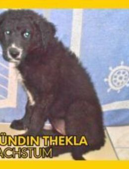 Welpe Thekla sucht ihr Zuhause - Margetshöchheim