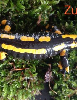 Feuersalamander Nachzuchten 1.1 - Selm