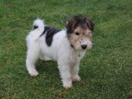 Drahthaar Foxterrier Welpen. - Steyerberg