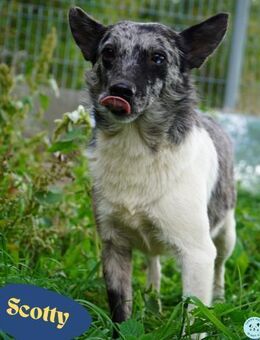 Scotty VA, besonders schön - Rheine