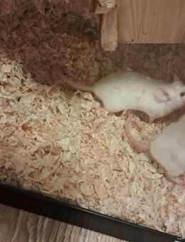 2 süße zahmen Mäuse - Halle (Saale)