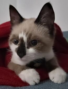 Katzenkinder Billy, Benni & Rosi - Benediktbeuern