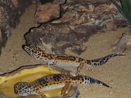 Leopardgecko Weibchen abzugeben 2 Stück - Köln