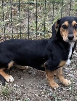 Kala sucht ihr Körbchen - Krefeld