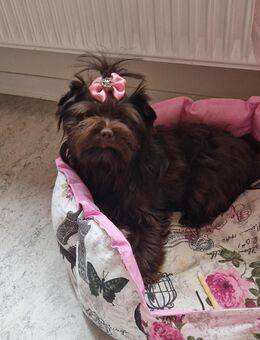 Dark Schokolade Yorkshire terrier Mädchen - Stuttgart